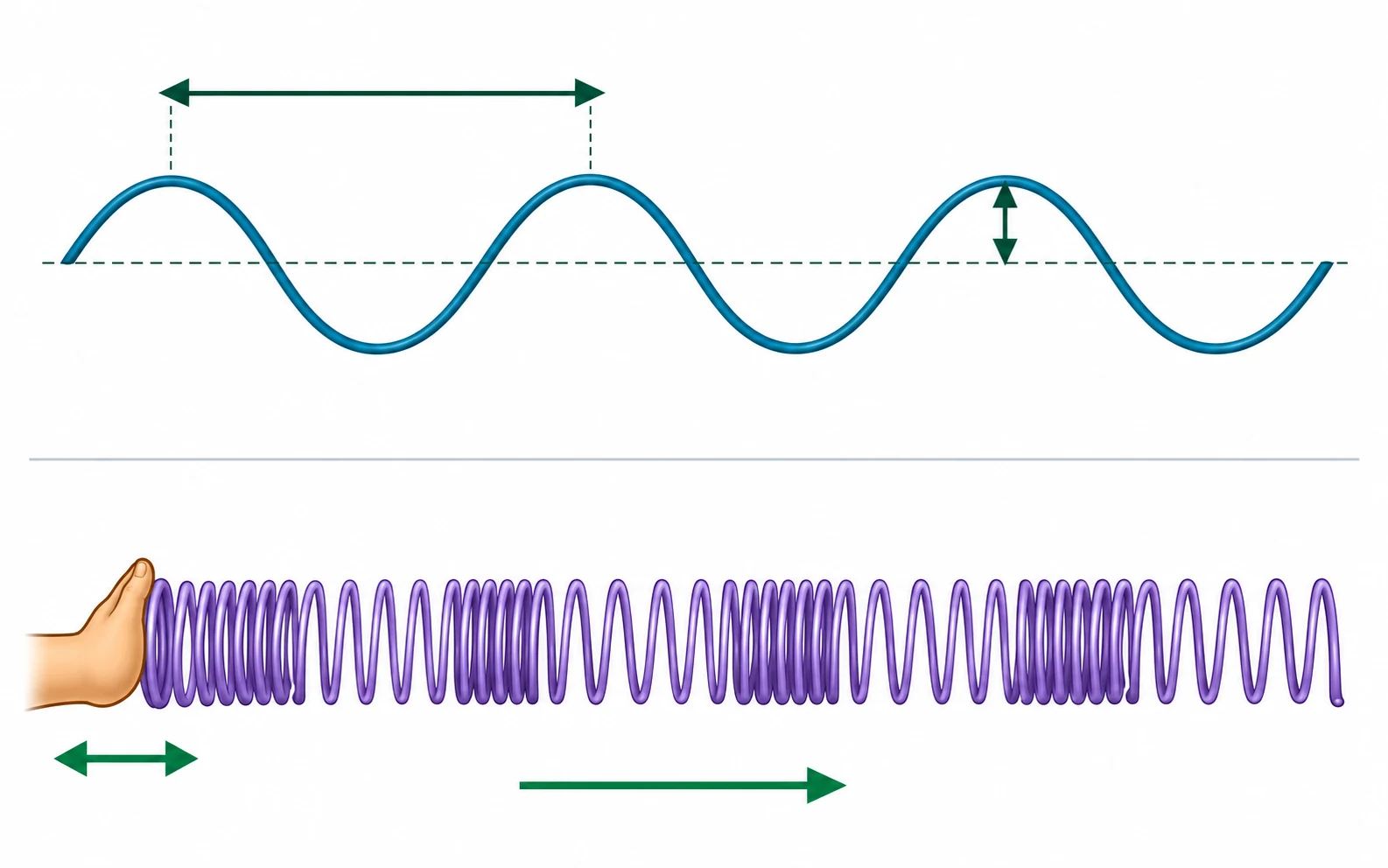 A curved disturbance crosses a dashed reference line, with horizontal crest-to-crest and vertical reference-to-peak measurement arrows. Below is a coiled spring with crowded and spread-out sections and separate motion arrows.